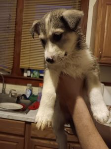 German shepherd husky pups