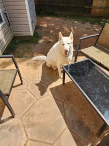 Beautiful White Husky