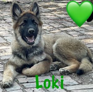 Looking for our forever homes