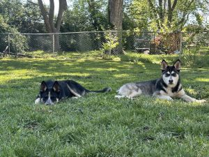 Husky Herman shepherd