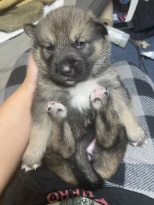Shepsky puppies