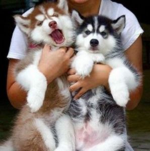 Siberian husky puppies