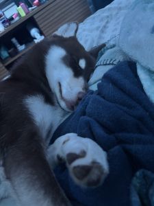 very sweet and playful pomsky