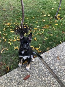 Blue Eyed Shepard Husky mix