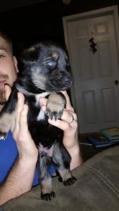 Huksy shepherd puppies