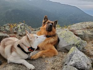 Gerbarian Shepsky Puppies 8 weeks old