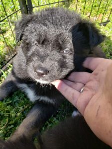 Miss Blue Shepard Husky Mix