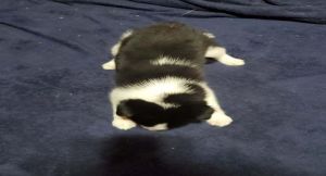 Border Collie-Sharberian Husky Mix