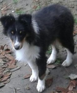 All Star Shelties Kennel