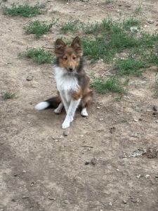 Sheltie CHW male