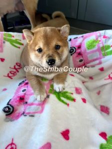 3 pure bred shiba inu girls