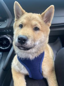 Shiba Inu - need immediate family replacement
