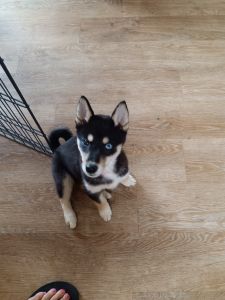 7 month old Shiba Inu puppy