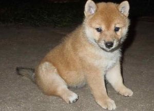 lovely shiba inu for a good home