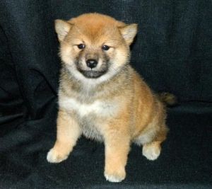 Cute Shiba-Inu Puppies