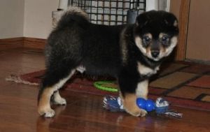 Cutes Shiba Inu Puppies Are Now