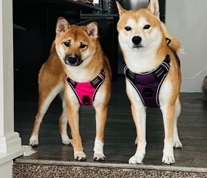 Shiba Inu Puppies