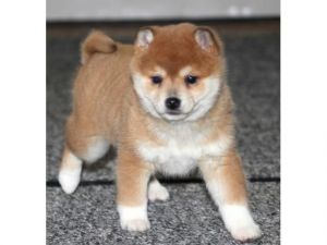 Shiba Inu Puppies now available
