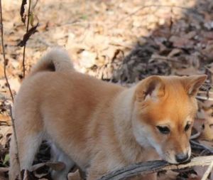 Sweet Shiba Inu Puppies