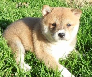 Awaresome Shiba Inu puppies