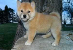 Shiba Inu Puppy Males And Females (***) ***-***8