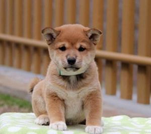 Affectionate Shiba Inu puppies for re-homing