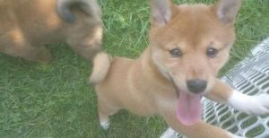 Beautiful Shiba Inu Puppies Available