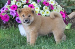 Healthy Shiba inu Puppies