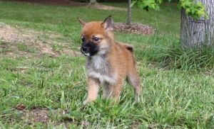 Well Socialized AKC Shiba Inu Puppies