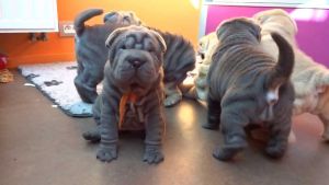 Shar Pei Puppies for Adoption