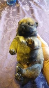 Beautiful pups parents are on premises