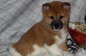 Shiba Inu puppies