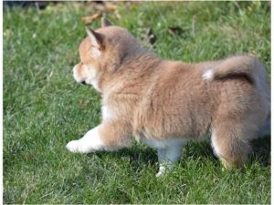 shiba-inu-puppy