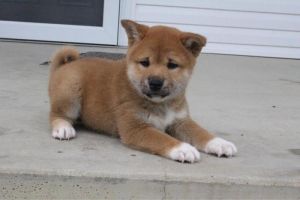 Shiba Inu Puppies