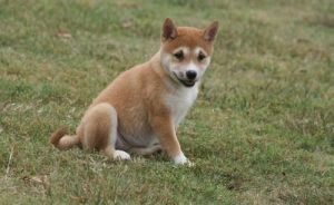 Beautiful Shiba Inu Puppies For Sale