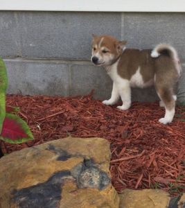 Top Healthy Shiba Inu Puppies. Text (***) ***-***2