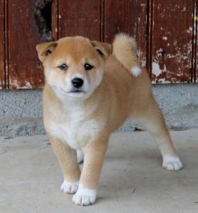 Stunning Shiba Inu Puppies Now Ready For Adoption