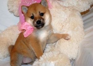 Shiba inu Puppies