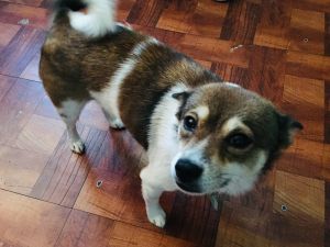 Shiba Inu needs a home