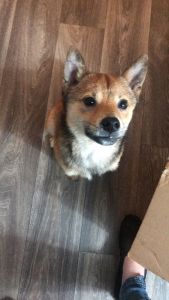 Pure Bred AKC Shiba Inu Sire Rare Sesame