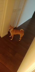 Pure Bred Shiba Inu