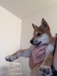 Shiba inu puppy for sale