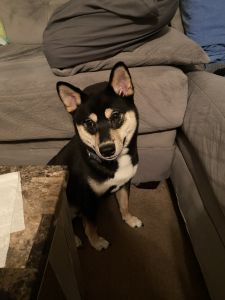 Male Shiba Inu Black 11 Months Old