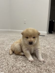 Male Mini Shiba Inu (Purebred)