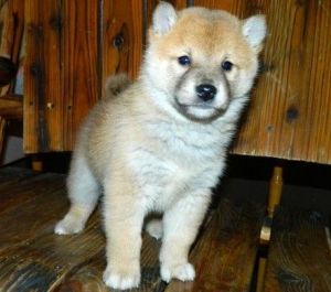 Shiba Inu puppies