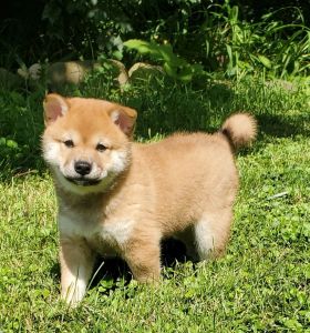 Shiba Inu