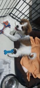 Shiranian for sale 3 months old