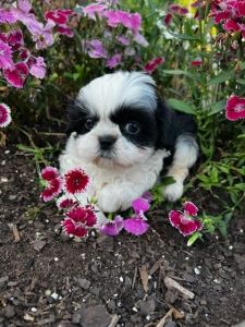 SHIHPOO PUPS