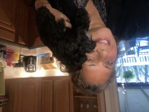 Puppy for sale in Pittsburgh