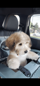 Beautiful Shipoo puppy